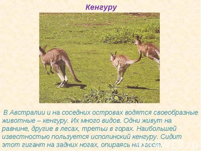 Кенгуру В Австралии и на соседних островах водятся своеобразные животные – кенгуру. Их много видов. Одни живут на равнине, другие в лесах, третьи в горах. Наибольшей известностью пользуется исполинский кенгуру. Сидит этот гигант на задних ногах, опи…