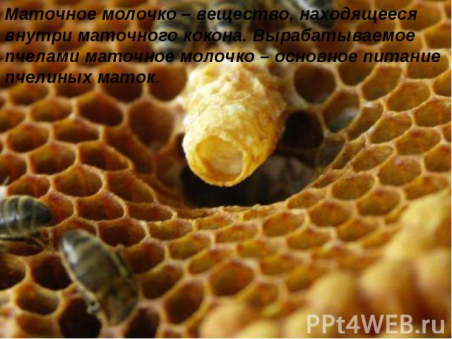 Маточное молочко – вещество, находящееся внутри маточного кокона. Вырабатываемое пчелами маточное молочко – основное питание пчелиных маток.