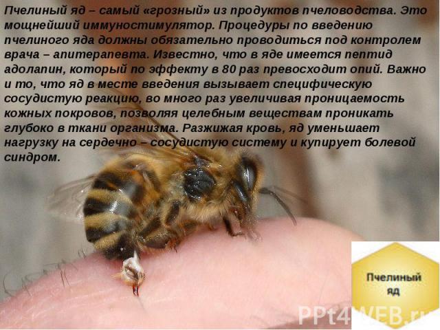 Пчелиный яд – самый «грозный» из продуктов пчеловодства. Это мощнейший иммуностимулятор. Процедуры по введению пчелиного яда должны обязательно проводиться под контролем врача – апитерапевта. Известно, что в яде имеется пептид адолапин, который по э…