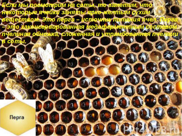 Если мы посмотрим на соты, то заметим, что некоторые ячейки заняты ярко-желтым сухим веществом. Это перга – источник питания пчел. Перга – это законсервированная медоферментным составом пчелиная обножка, сложенная и утрамбованная пчелами в соты.