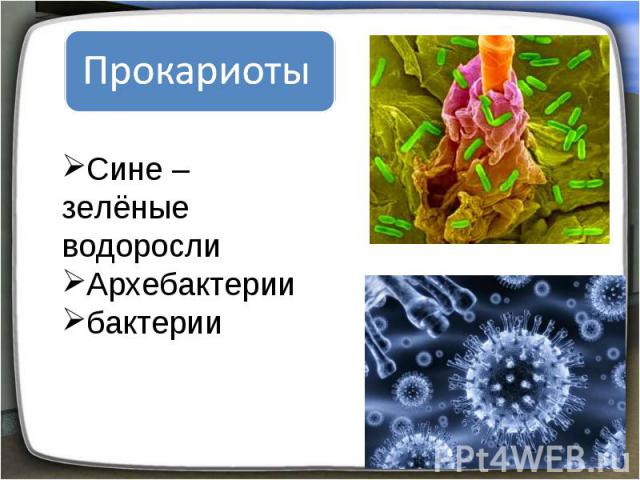 Прокариоты Сине – зелёные водоросли Архебактерии бактерии