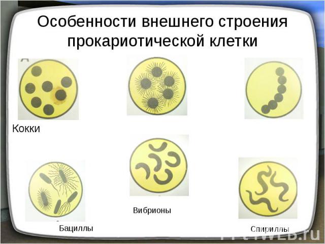 Особенности внешнего строения прокариотической клетки