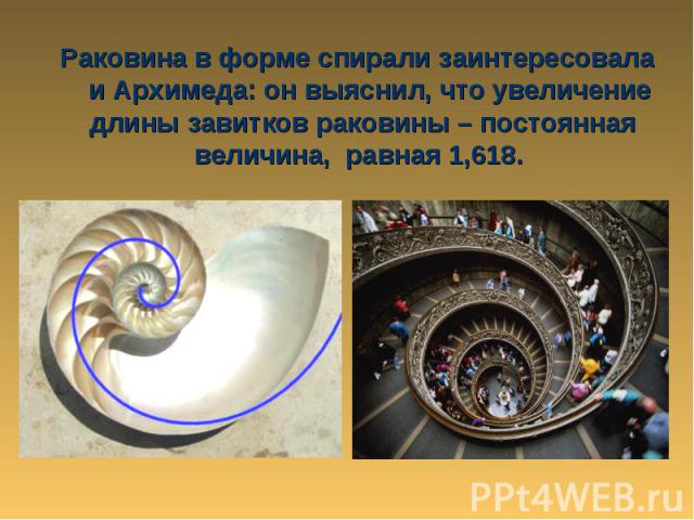 Раковина в форме спирали заинтересовала и Архимеда: он выяснил, что увеличение длины завитков раковины – постоянная величина, равная 1,618.