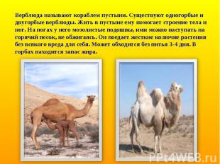 Верблюда называют кораблем пустыни. Существуют одногорбые и двугорбые верблюды.