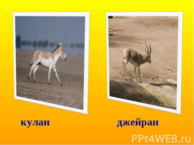 кулан джейран