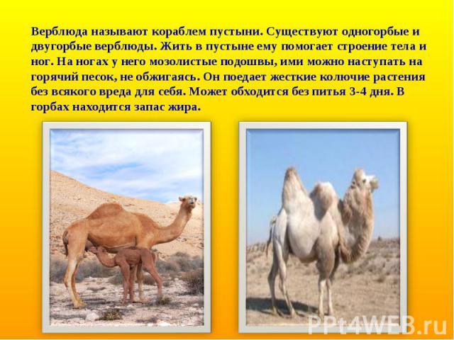 Верблюда называют кораблем пустыни. Существуют одногорбые и двугорбые верблюды. Жить в пустыне ему помогает строение тела и ног. На ногах у него мозолистые подошвы, ими можно наступать на горячий песок, не обжигаясь. Он поедает жесткие колючие расте…