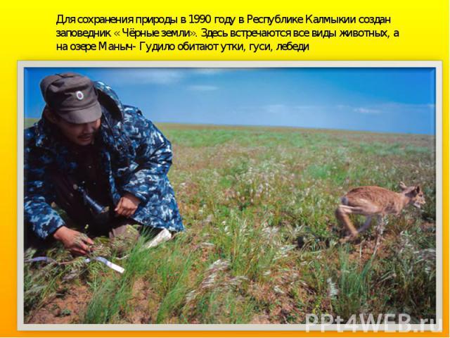 Для сохранения природы в 1990 году в Республике Калмыкии создан заповедник « Чёрные земли». Здесь встречаются все виды животных, а на озере Маныч- Гудило обитают утки, гуси, лебеди