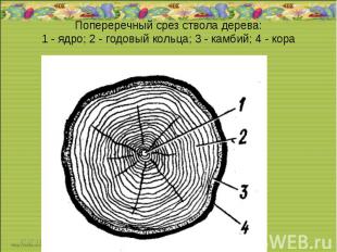 Попереречный срез ствола дерева: 1 - ядро; 2 - годовый кольца; 3 - камбий; 4 - к
