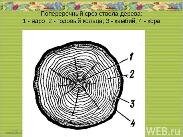 Попереречный срез ствола дерева: 1 - ядро; 2 - годовый кольца; 3 - камбий; 4 - кора