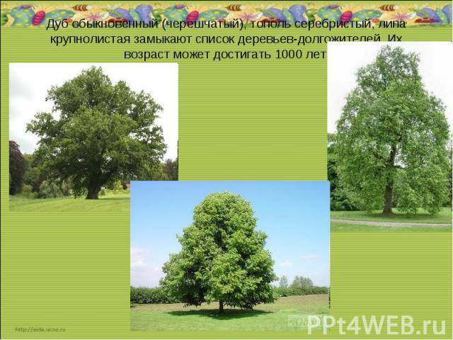 Дуб обыкновенный (черешчатый), тополь серебристый, липа крупнолистая замыкают список деревьев-долгожителей. Их возраст может достигать 1000 лет.
