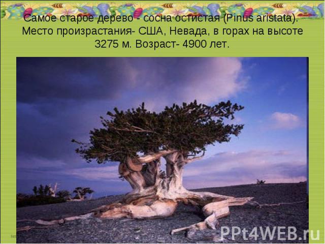 Самое старое дерево - сосна остистая (Pinus aristata). Место произрастания- США, Невада, в горах на высоте 3275 м. Возраст- 4900 лет.