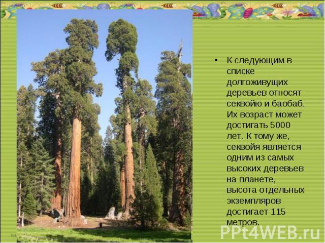 К следующим в списке долгоживущих деревьев относят секвойю и баобаб. Их возраст может достигать 5000 лет. К тому же, cеквойя является одним из самых высоких деревьев на планете, высота отдельных экземпляров достигает 115 метров.