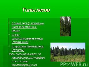 Типы лесов Еловые леса (с примесью широколиственных лесов) Елово-широколиственны