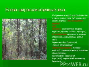 Елово-широколиственные леса Из древесных пород преобладает ель а также липа, кле