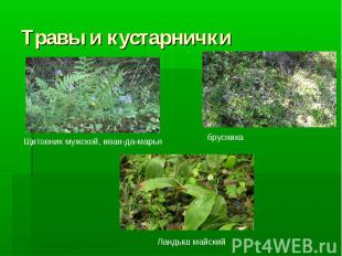 Травы и кустарнички Щитовник мужской, иван-да-марья брусника Ландыш