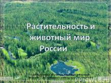 Растительность и животный мир России