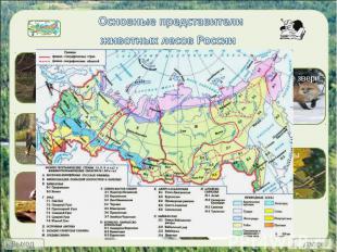 Основные представители животных лесов России