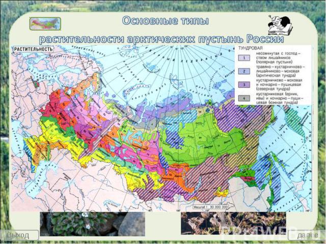 Основные типы растительности арктических пустынь России