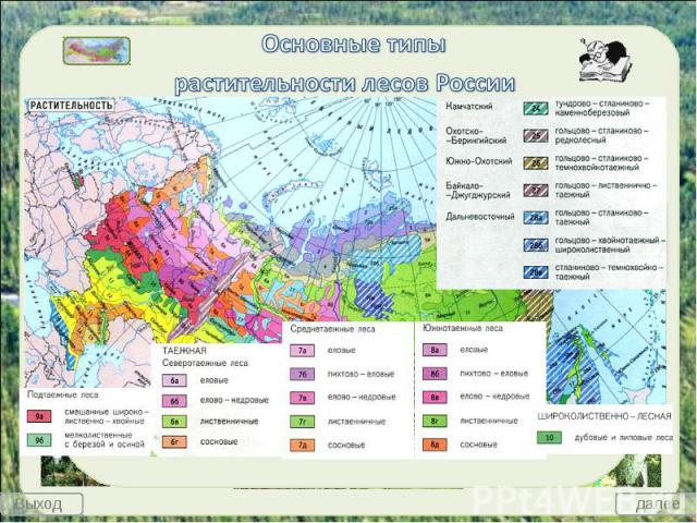 Основные типы растительности лесов России