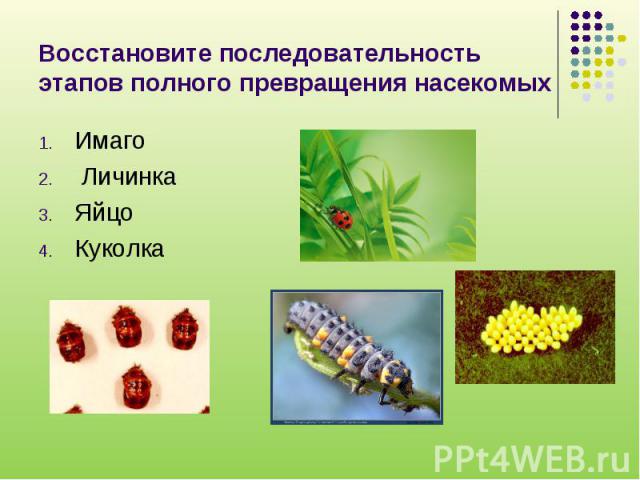 Восстановите последовательность этапов полного превращения насекомых Имаго Личинка Яйцо Куколка