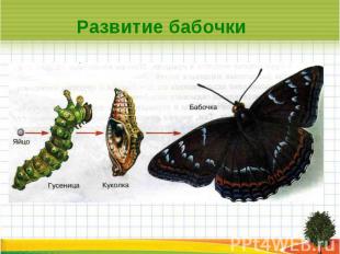 Развитие бабочки