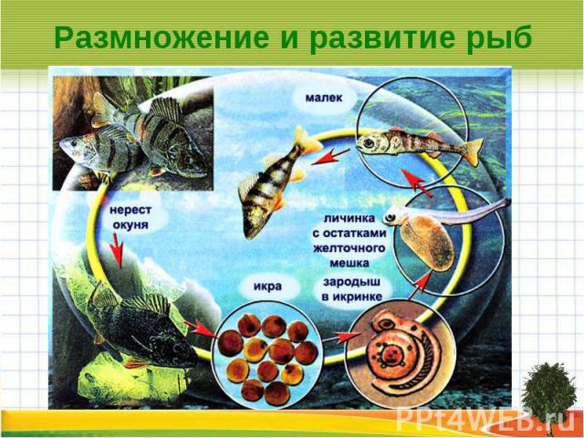 Размножение и развитие рыб