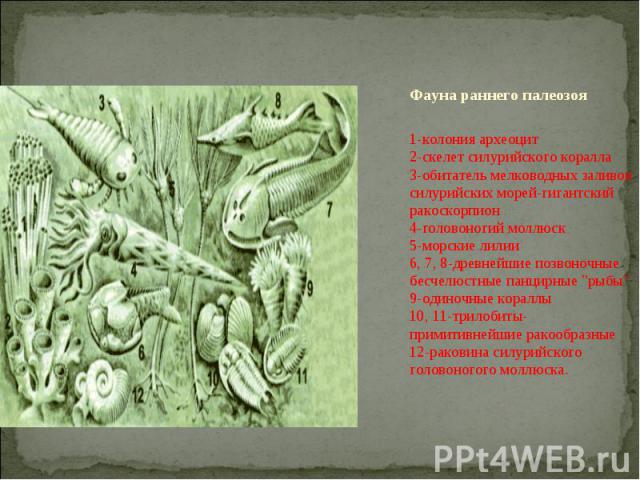 Фауна раннего палеозоя 1-колония археоцит 2-скелет силурийского коралла 3-обитатель мелководных заливов силурийских морей-гигантский ракоскорпион 4-головоногий моллюск 5-морские лилии 6, 7, 8-древнейшие позвоночные бесчелюстные панцирные 