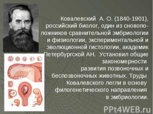 Ковалевский А. О. (1840-1901), российский биолог, один из сновопо- ложников срав