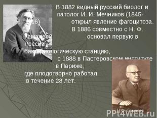 В 1882 видный русский биолог и патолог И. И. Мечников (1845-1916) открыл явление