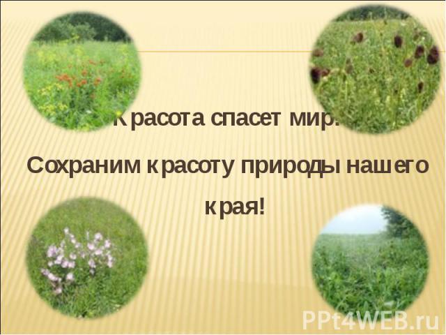 Растения самарской области фото