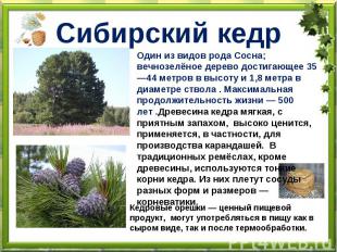Сибирский кедр Один из видов рода Сосна; вечнозелёное дерево достигающее 35—44 м
