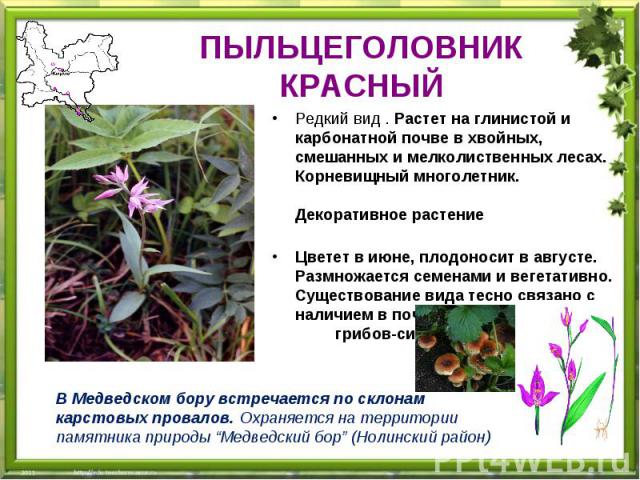 Растения из красной книги кировской области фото и описание
