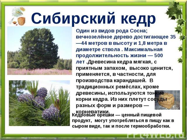 Сибирский кедр Один из видов рода Сосна; вечнозелёное дерево достигающее 35—44 метров в высоту и 1,8 метра в диаметре ствола . Максимальная продолжительность жизни — 500 лет .Древесина кедра мягкая, с приятным запахом, высоко ценится, применяется, в…