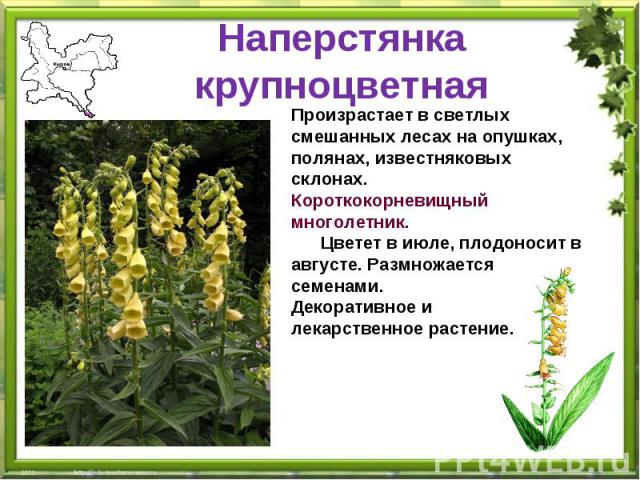 Охраняемые растения ленинградской области описание и фото