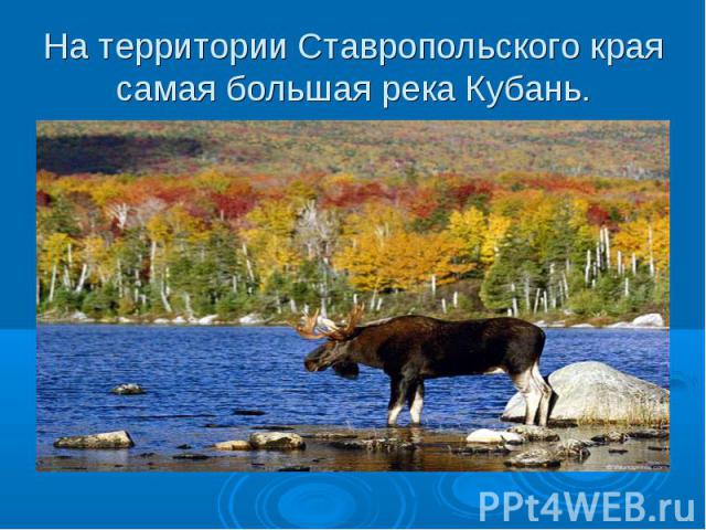 На территории Ставропольского края самая большая река Кубань.