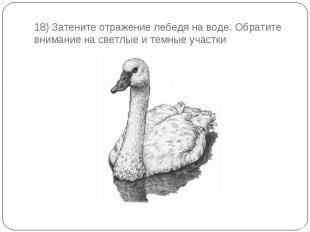18) Затените отражение лебедя на воде. Обратите внимание на светлые и темные уча