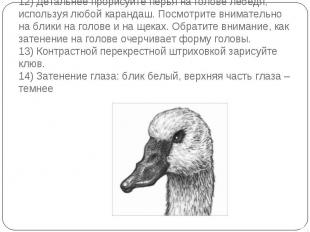 12) Детальнее прорисуйте перья на голове лебедя, используя любой карандаш. Посмо