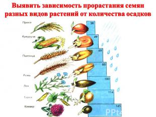 Выявить зависимость прорастания семян разных видов растений от количества осадко