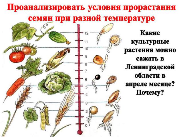 Проанализировать условия прорастания семян при разной температуре Какие культурные растения можно сажать в Ленинградской области в апреле месяце? Почему?