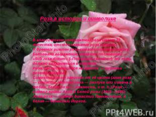 Роза в истории и символике В классическом изображении роза имеет 32 лепестка, от