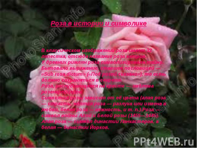 Роза в истории и символике В классическом изображении роза имеет 32 лепестка, отсюда название роза ветров. У древних римлян роза символизировала тайну. Бытовало выражение, ставшее пословицей — «Sub rosa dictum» («Под розой сказано»), то есть должно …