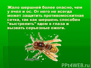 Жало шершней более опасно, чем у пчел и ос. От него не всегда может защитить про
