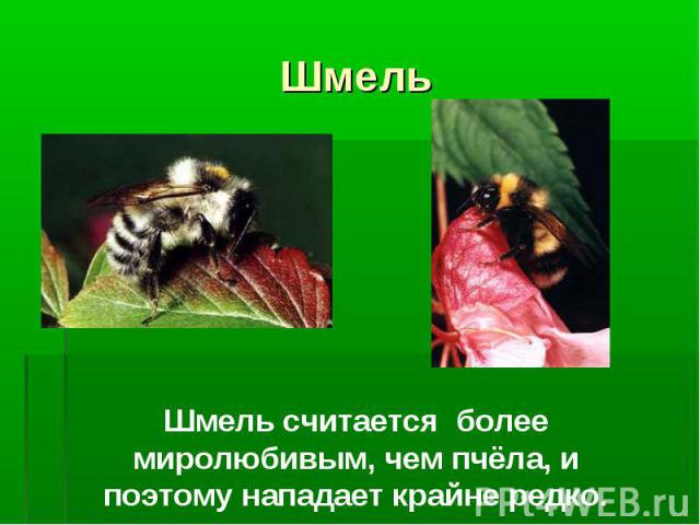 Шмель Шмель считается более миролюбивым, чем пчёла, и поэтому нападает крайне редко.