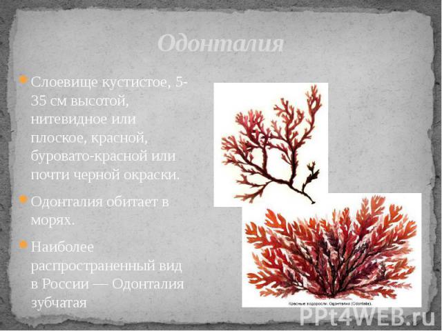 Одонталия Слоевище кустистое, 5-35 см высотой, нитевидное или плоское, красной, буровато-красной или почти черной окраски. Одонталия обитает в морях. Наиболее распространенный вид в России — Одонталия зубчатая