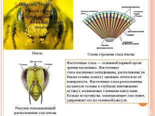 Фасеточные глаза — основной парный орган зрения насекомых. Фасеточные глаза насе