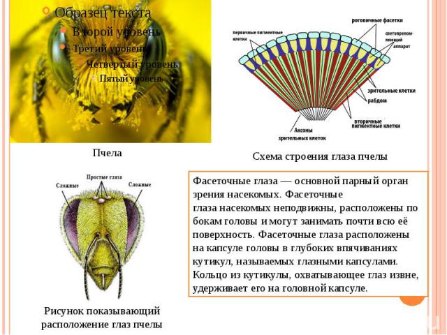 Фасеточные глаза — основной парный орган зрения насекомых. Фасеточные глаза насекомых неподвижны, расположены по бокам головы и могут занимать почти всю её поверхность. Фасеточные глаза расположены на капсуле головы в глубоких впячиваниях кутикул, н…