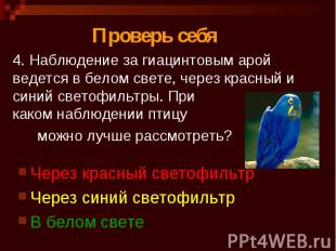 4. Наблюдение за гиацинтовым арой ведется в белом свете, через красный и синий с