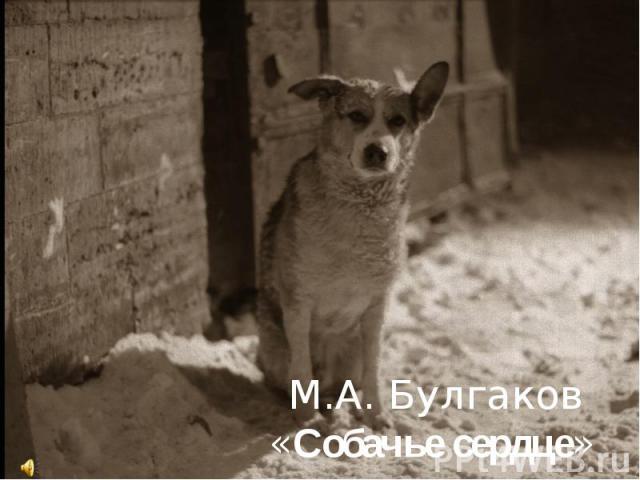 М.А. Булгаков «Собачье сердце»