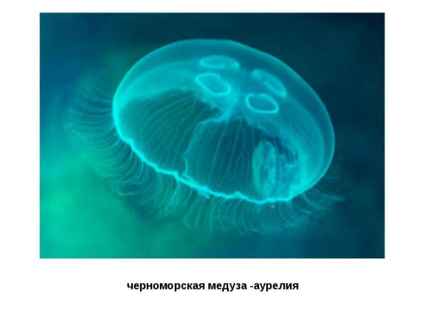 черноморская медуза -аурелия