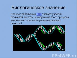 Биологическое значение Процесс репликации ДНК требует участия фолиевой кислоты,